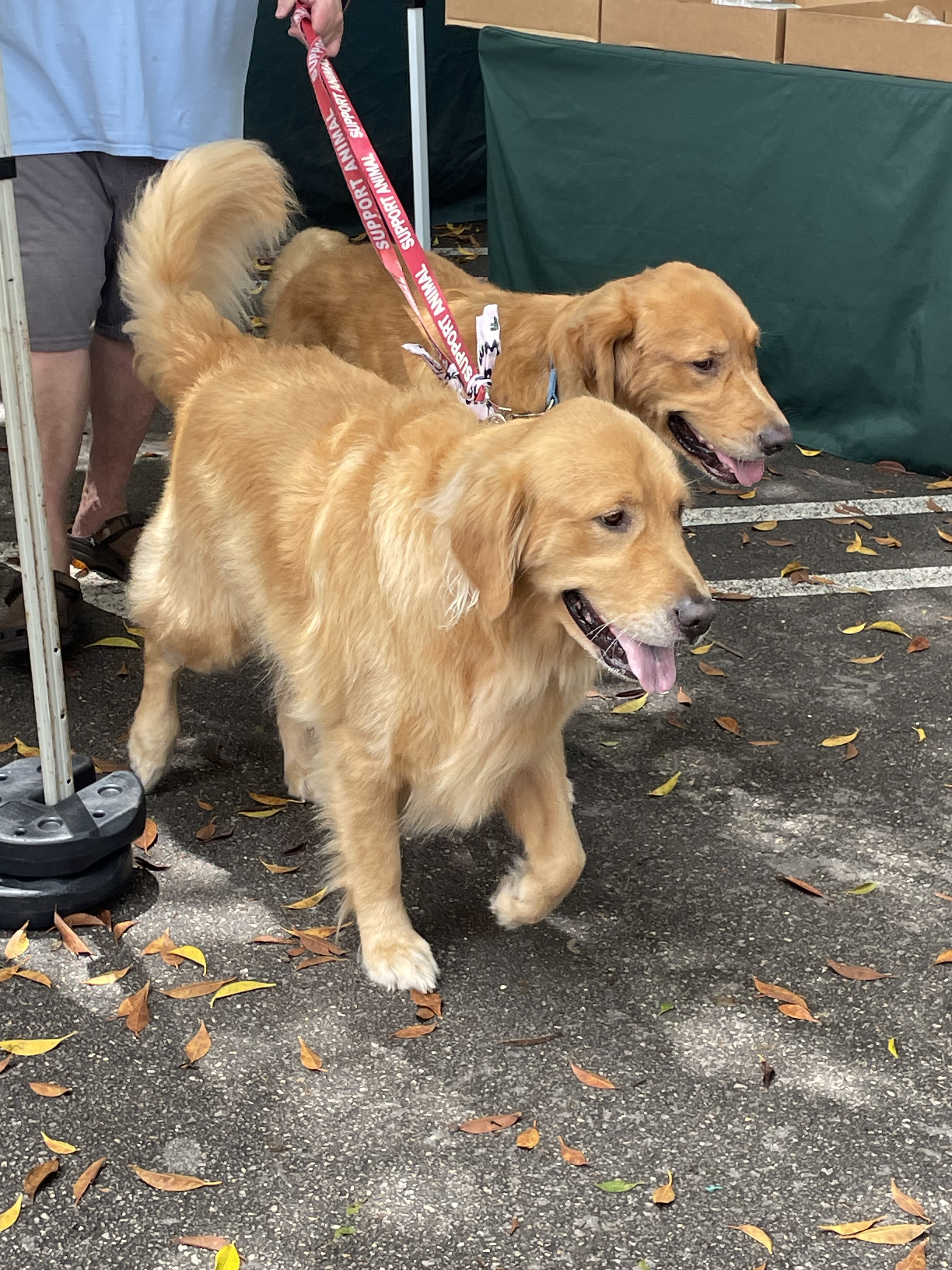 Monica & Daisy and Duke
